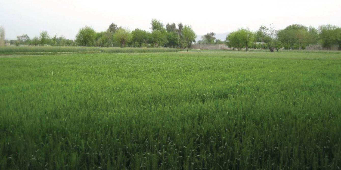 The Livelihood Study in Afghanistan Emergency Livelihoods in Northern and Eastern Afghanistan